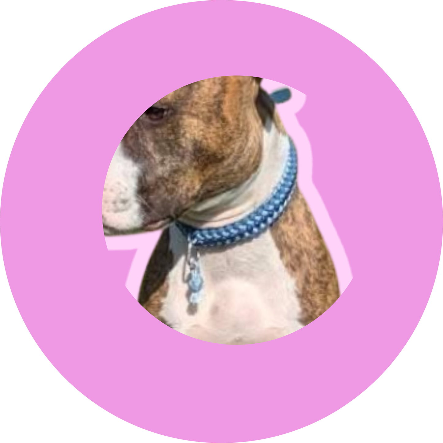 Collier GUISMO - collier chien paracorde fait main