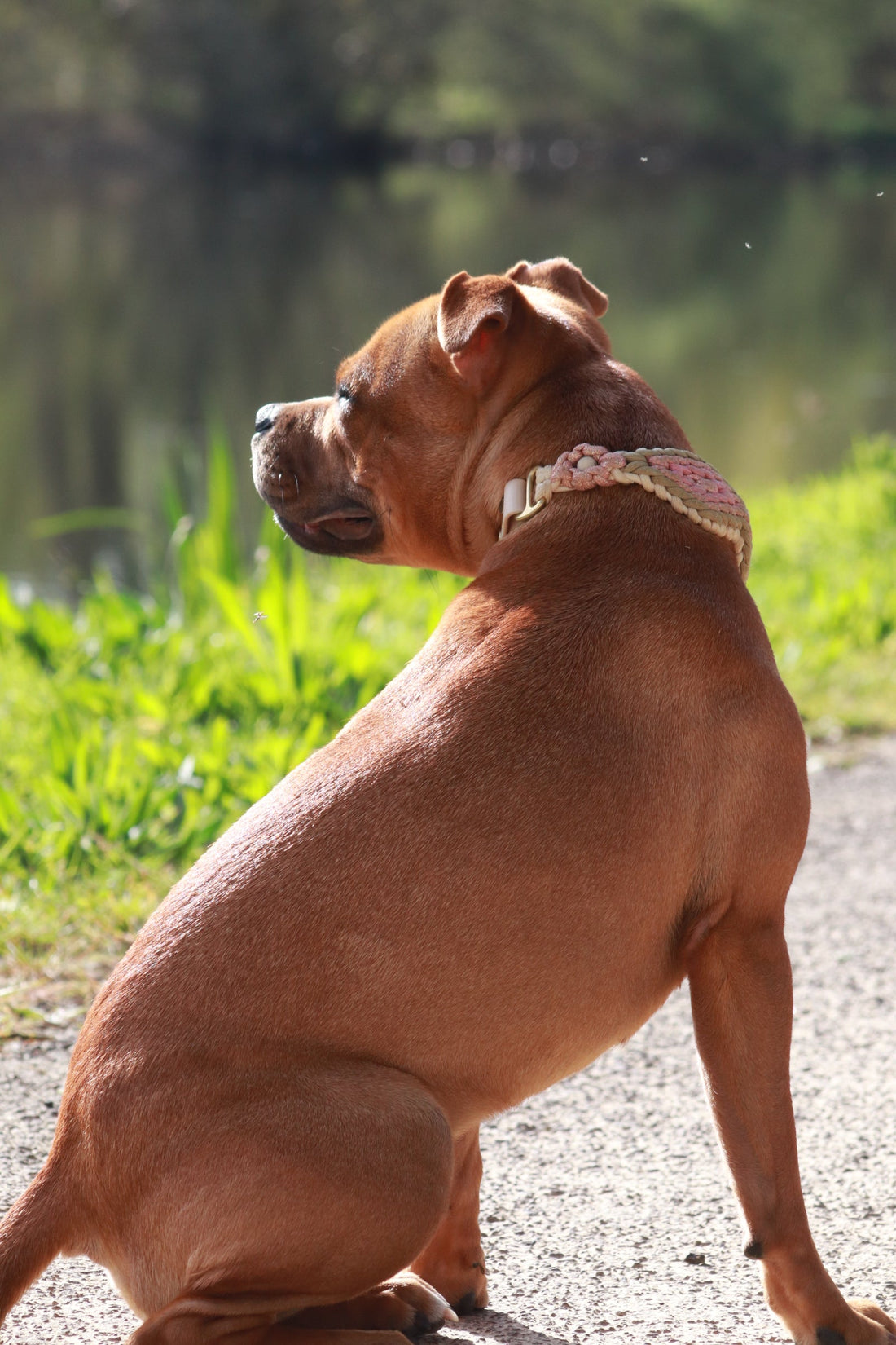 Comment mesurer le tour de cou de son chien sans se tromper