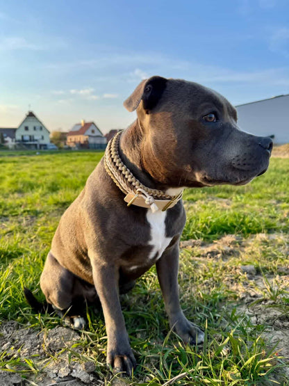 Collier APPY, collier paracorde chien fait main