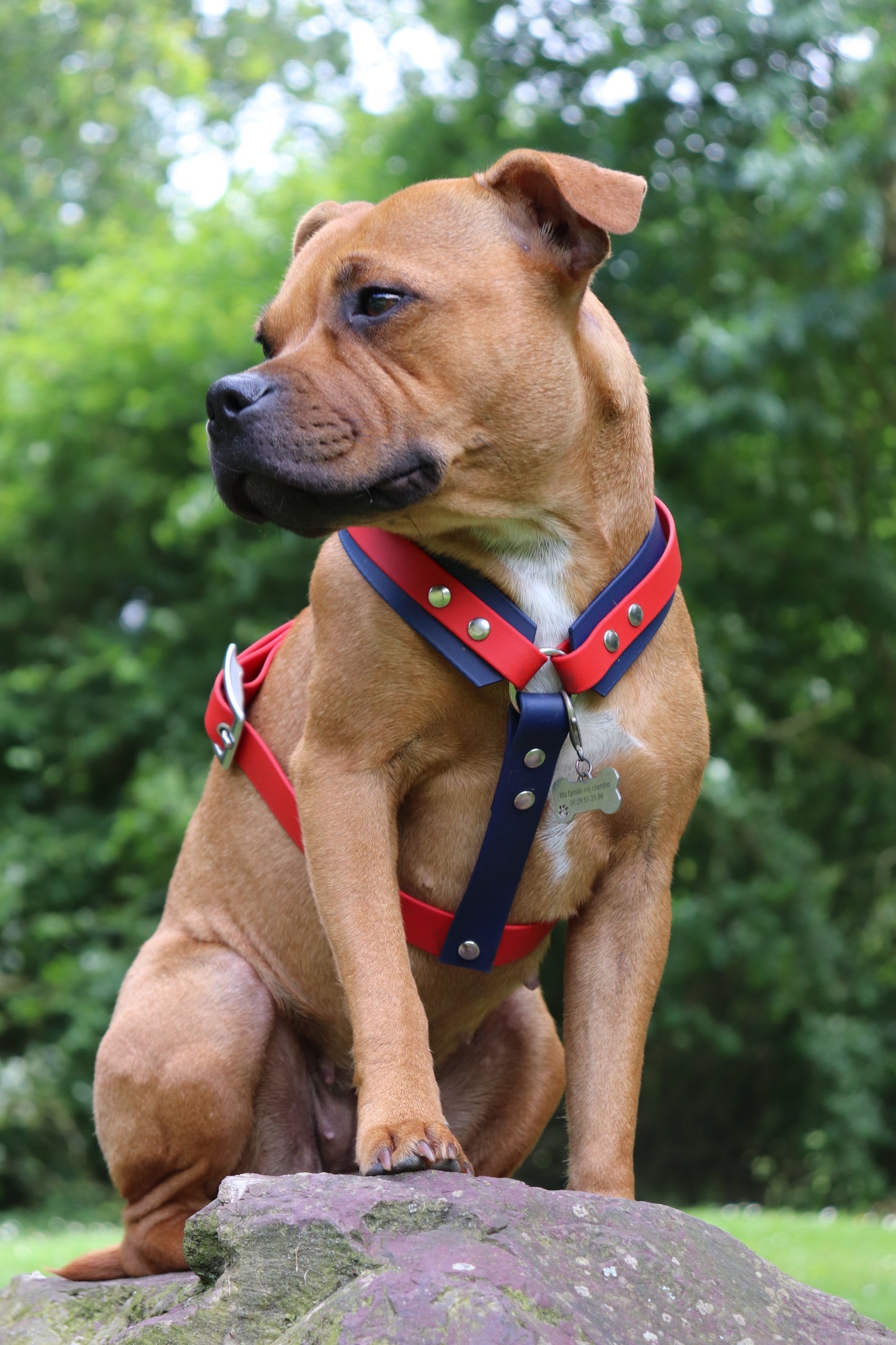 Harnais FLAM — Biothane® sur mesure chien